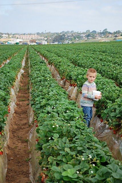 Lovely Strawberry Fields Photography