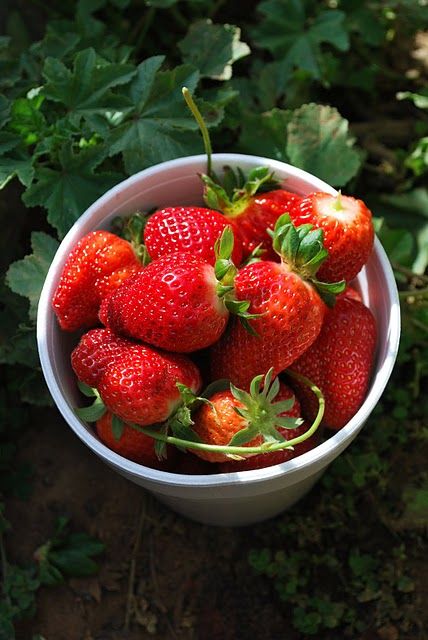 Lovely Strawberry Fields Photography
