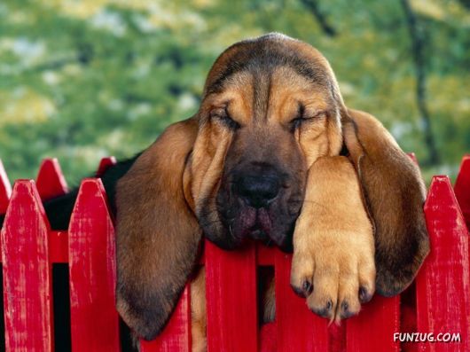 Click to Enlarge - Cute Dogs Wallpapers for Pets Lovers