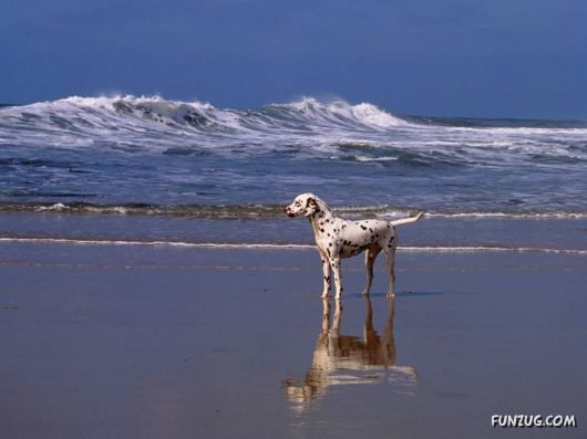 Click to Enlarge - Cute Dogs Wallpapers for Pets Lovers