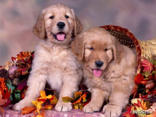 Click to Enlarge - Cute Dogs Wallpapers for Pets Lovers