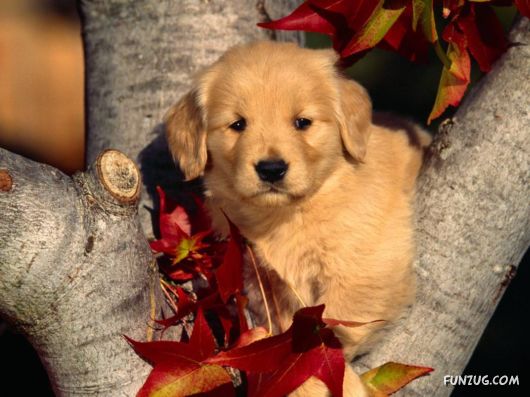 Click to Enlarge - Cute Dogs Wallpapers for Pets Lovers