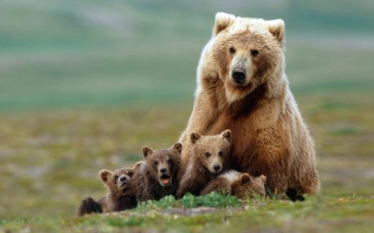 Adorable Animal Family Photos 