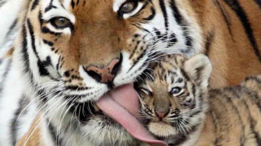 Adorable Animal Family Photos 