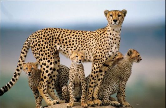 Adorable Animal Family Photos 