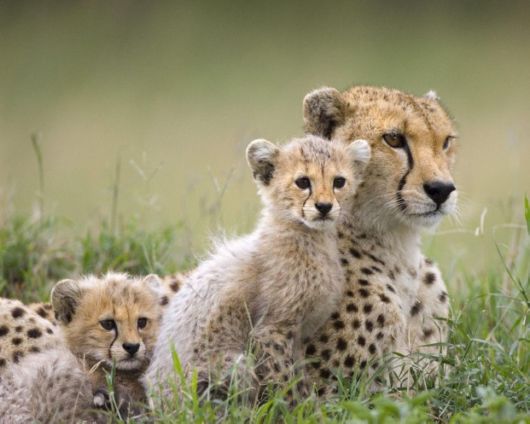 Adorable Animal Family Photos 