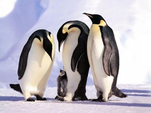 Adorable Animal Family Photos 