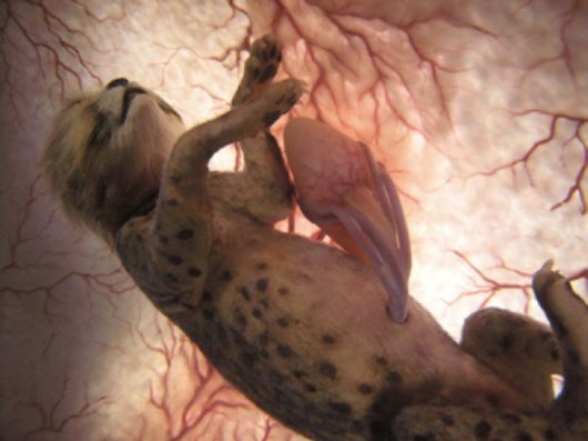 Incredible Photos Of Animals Inside The Womb