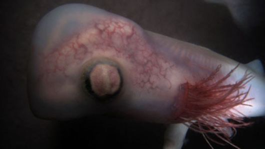 Incredible Photos Of Animals Inside The Womb