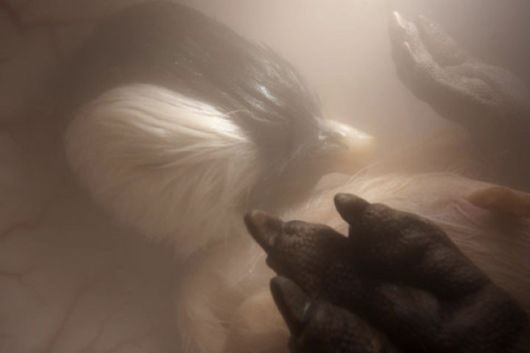 Incredible Photos Of Animals Inside The Womb