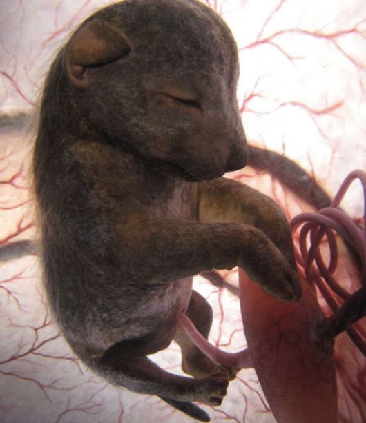 Incredible Photos Of Animals Inside The Womb