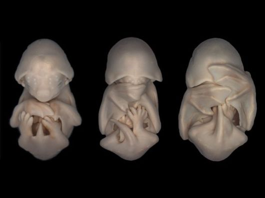 Incredible Photos Of Animals Inside The Womb