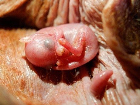 Incredible Photos Of Animals Inside The Womb