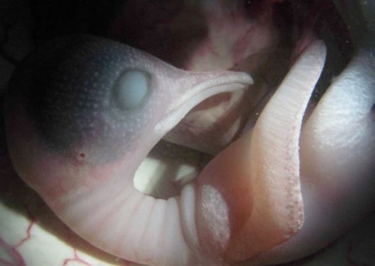 Incredible Photos Of Animals Inside The Womb