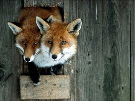 Beautiful Creatures Excellent Photography 