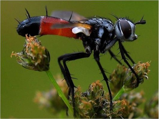 Beautiful Creatures Excellent Photography 