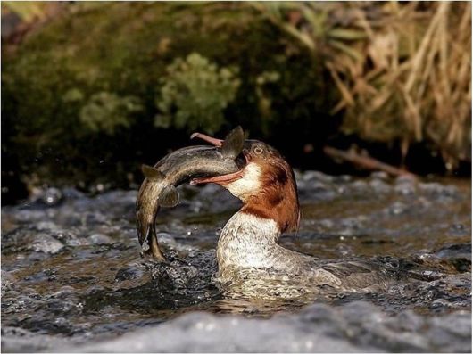 Beautiful Creatures Excellent Photography 