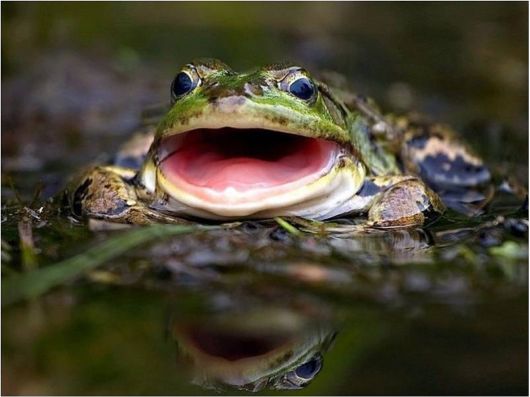 Beautiful Creatures Excellent Photography 