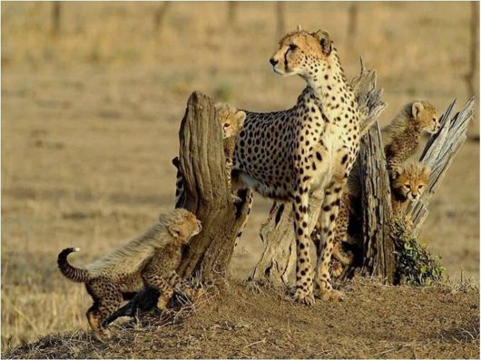 Beautiful Creatures Excellent Photography 