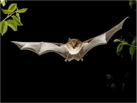 Beautiful Creatures Excellent Photography 