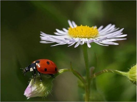 Beautiful Creatures Excellent Photography 