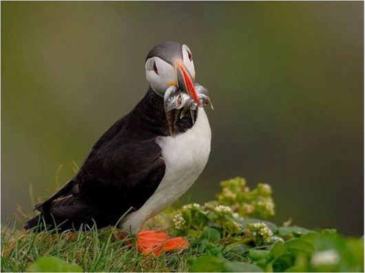 Beautiful Creatures Excellent Photography 