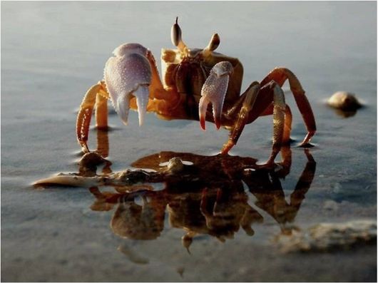 Beautiful Creatures Excellent Photography 