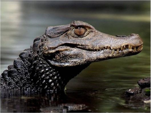 Beautiful Creatures Excellent Photography 