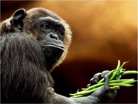 Beautiful Creatures Excellent Photography 