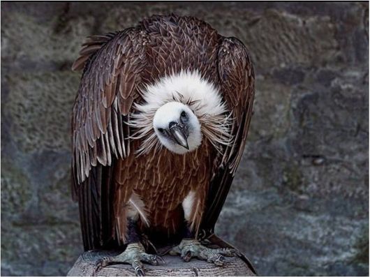 Beautiful Creatures Excellent Photography 