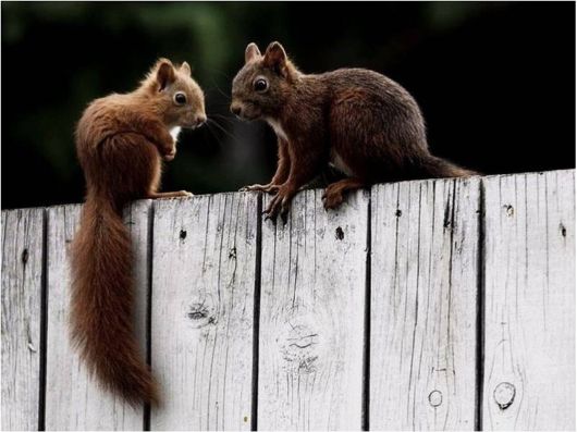 Beautiful Creatures Excellent Photography 