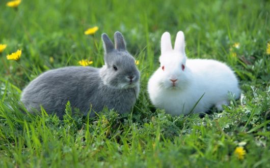 Very Cute Rabbits for You