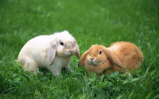 Very Cute Rabbits for You