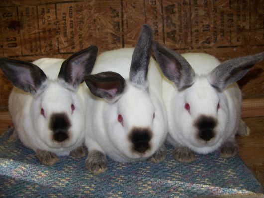 Very Cute Rabbits for You