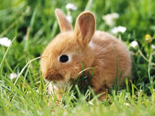 Very Cute Rabbits for You