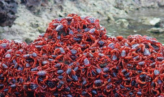 Annual Red Crab Migration On Christmas Island