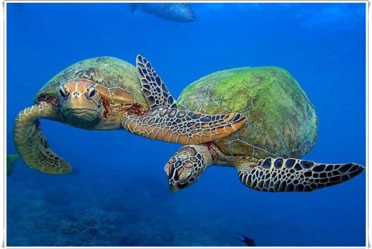 Cute Sea Turtle Family | Funzug.com