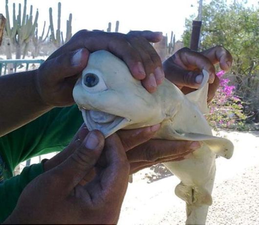 The Strangest Looking Animals Ever Discovered